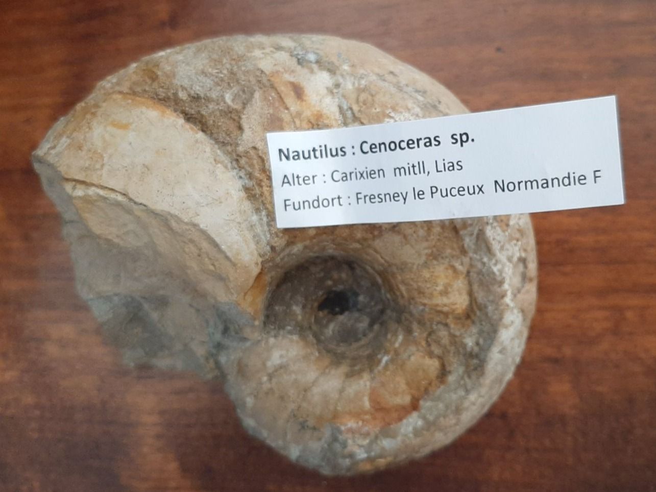 Fossili: fossiler Nautilus – Usato da Rickenbach BL venduto da Oktober68 3