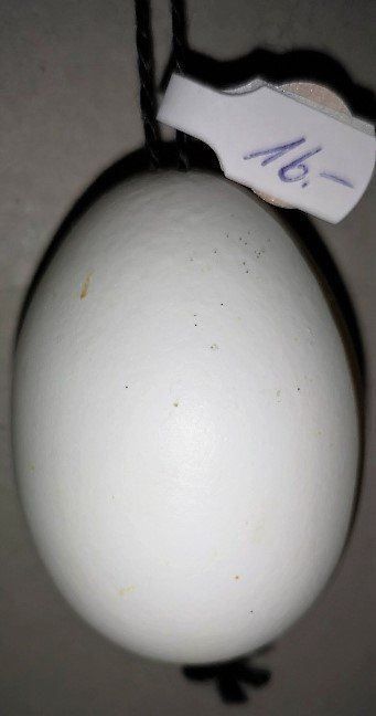 Statuette: Osterei Blume (21) – Nuovo (secondo la descrizione) da Lutzenberg venduto da Truhe 1