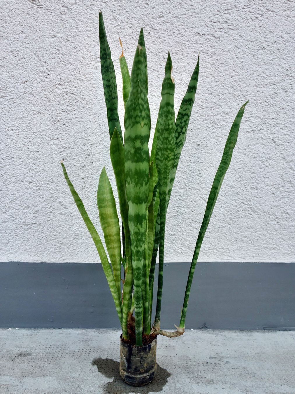 Piante & sementi: Bogenhanf Sansevieria Trifasciata – Nuovo (secondo la descrizione) da Kerzers venduto da zimmergruen 2