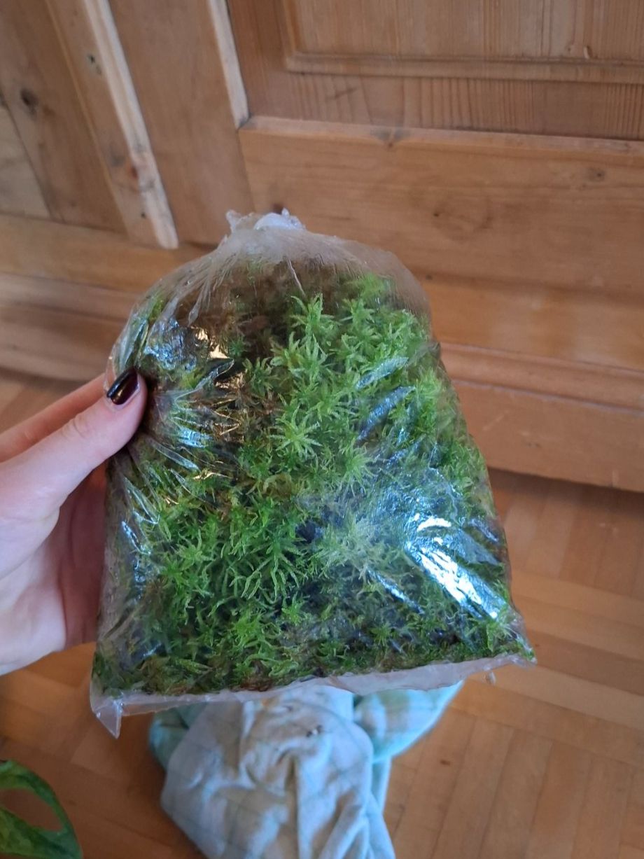 Piante & sementi: Sphagnum Moos lebend – Usato da Hausen AG venduto da Pflaenzlioase