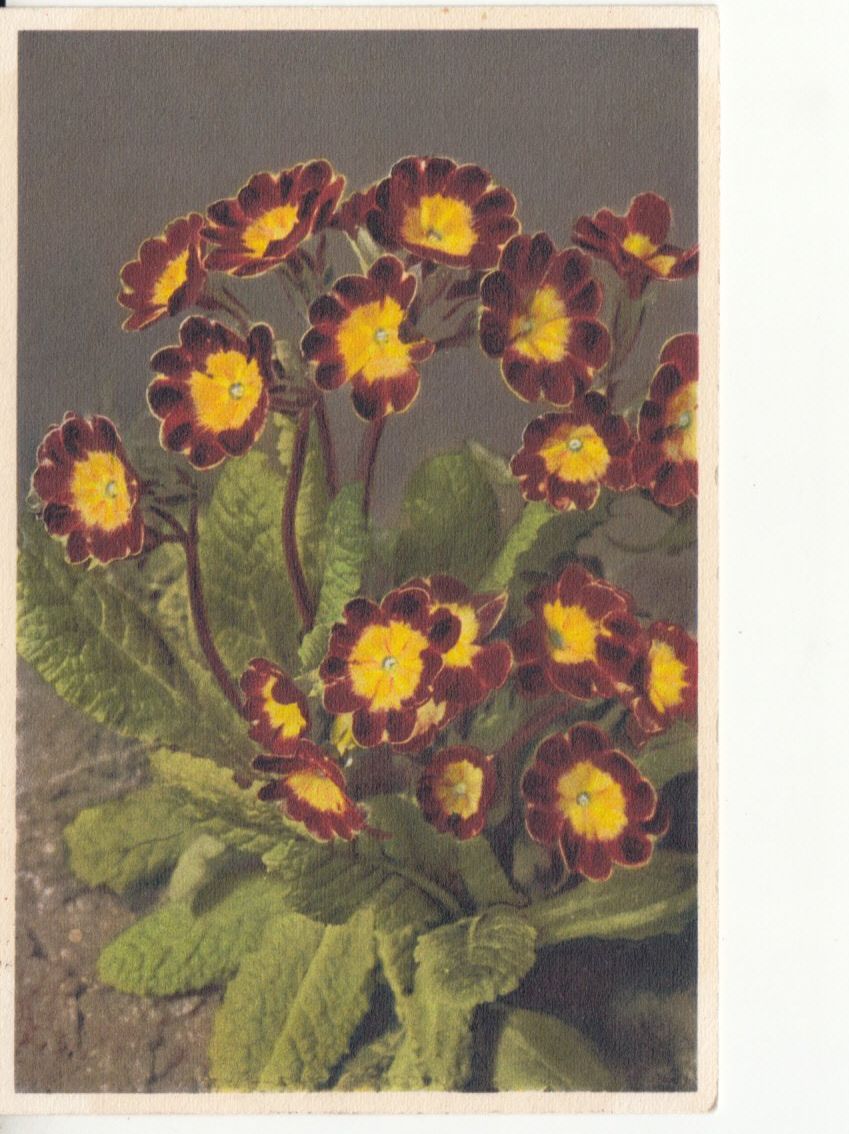 Ansichtskarten: Motivkarte Primula 1932 – Gebraucht aus Bürglen TG von StampGraf