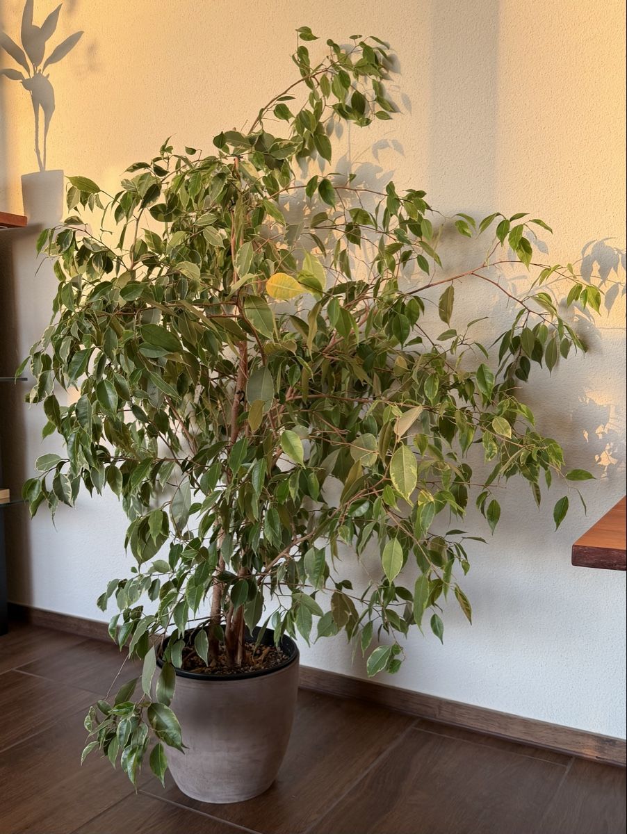 Plantes & graines: Birkenfeige – D'occasion à Rudolfstetten par amy_f7tf 1