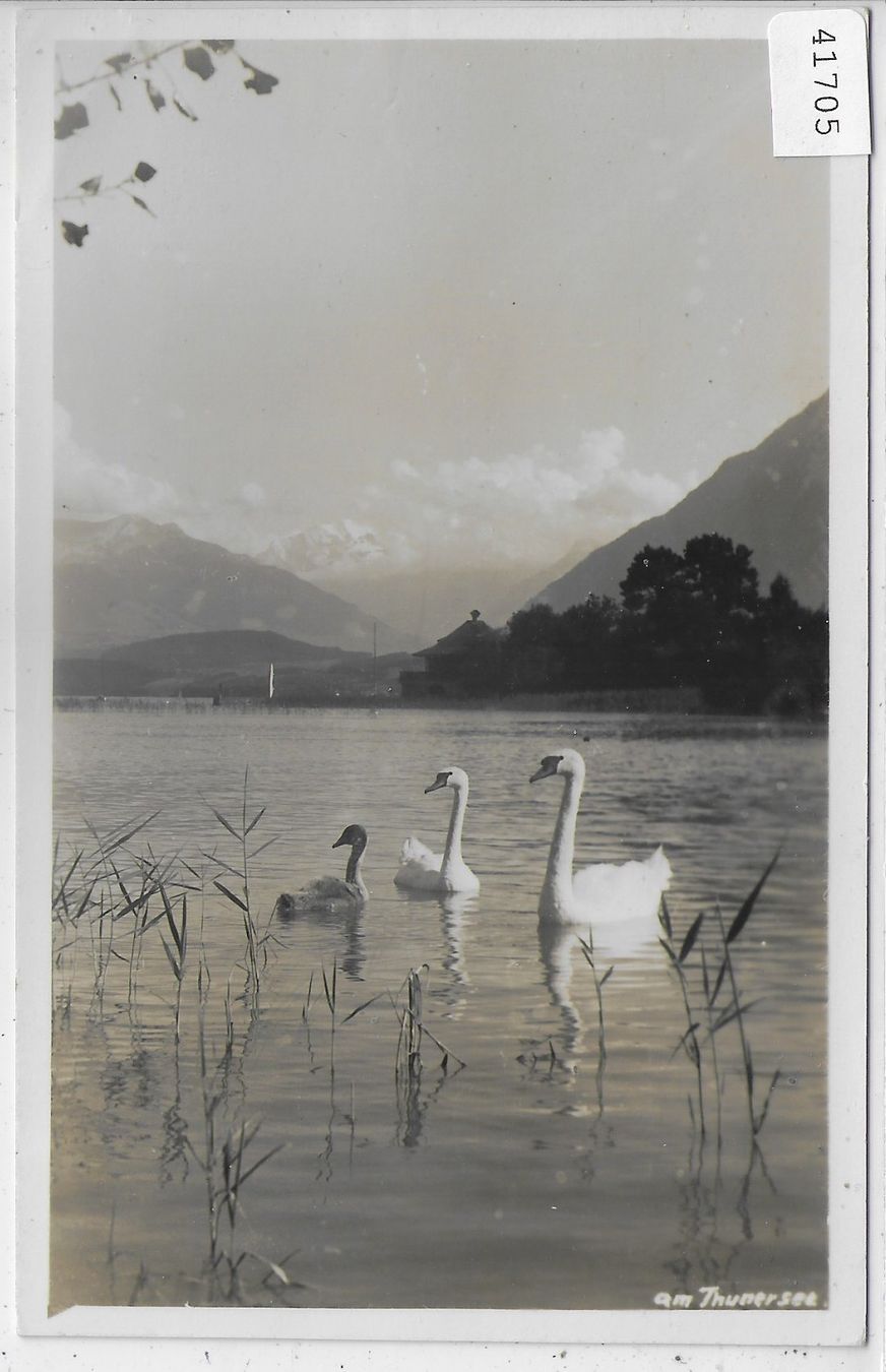 Cartes postales: Am Thunersee mit Schwäne – D'occasion à Ettingen par Kartenplanet