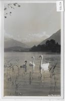Am Thunersee mit Schwäne