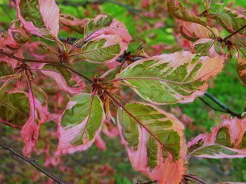 Piante & sementi: Hêtre à feuilles tricolores  20cm – Nuovo (secondo la descrizione) da Bremblens venduto da FIBONACCI369 6