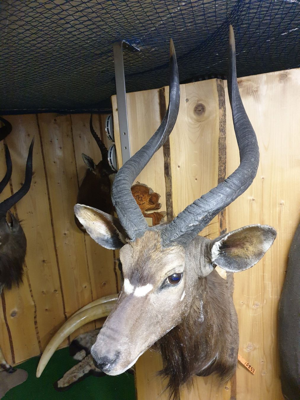 Il mondo degli animali: Nyala – Usato da Wiesendangen venduto da franz369