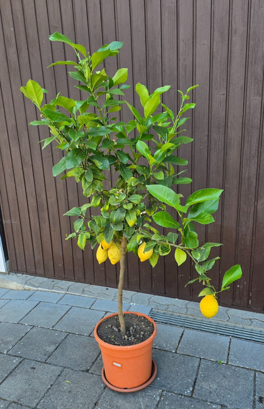 Pflanzen & Samen: Zitronenbaum mit Früchten – Gebraucht aus Aarburg von popkorn65 1