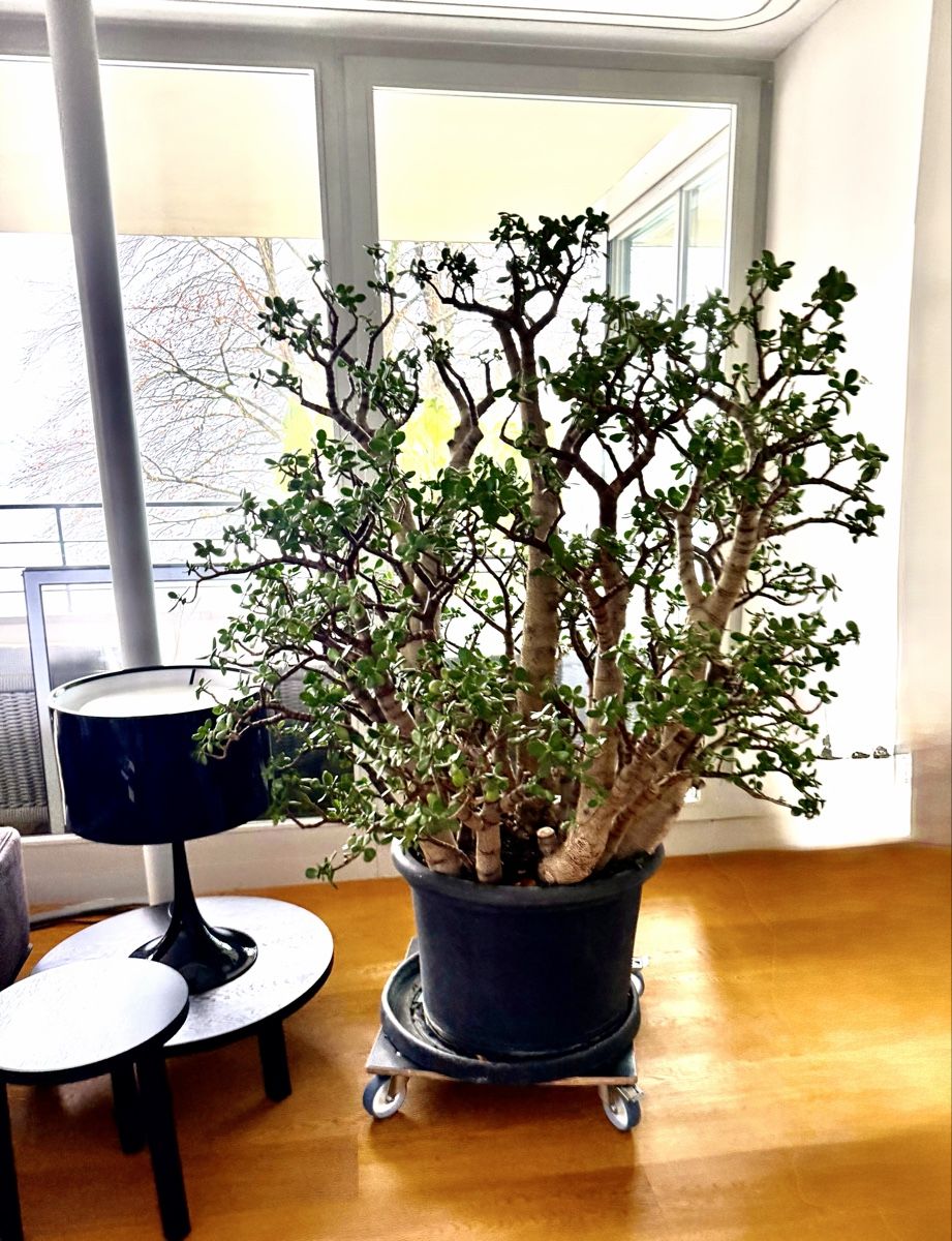 Piante & sementi: 100 jährige Crassula (Glücksbaum/Geldbaum) – Usato da Weggis venduto da agabara77