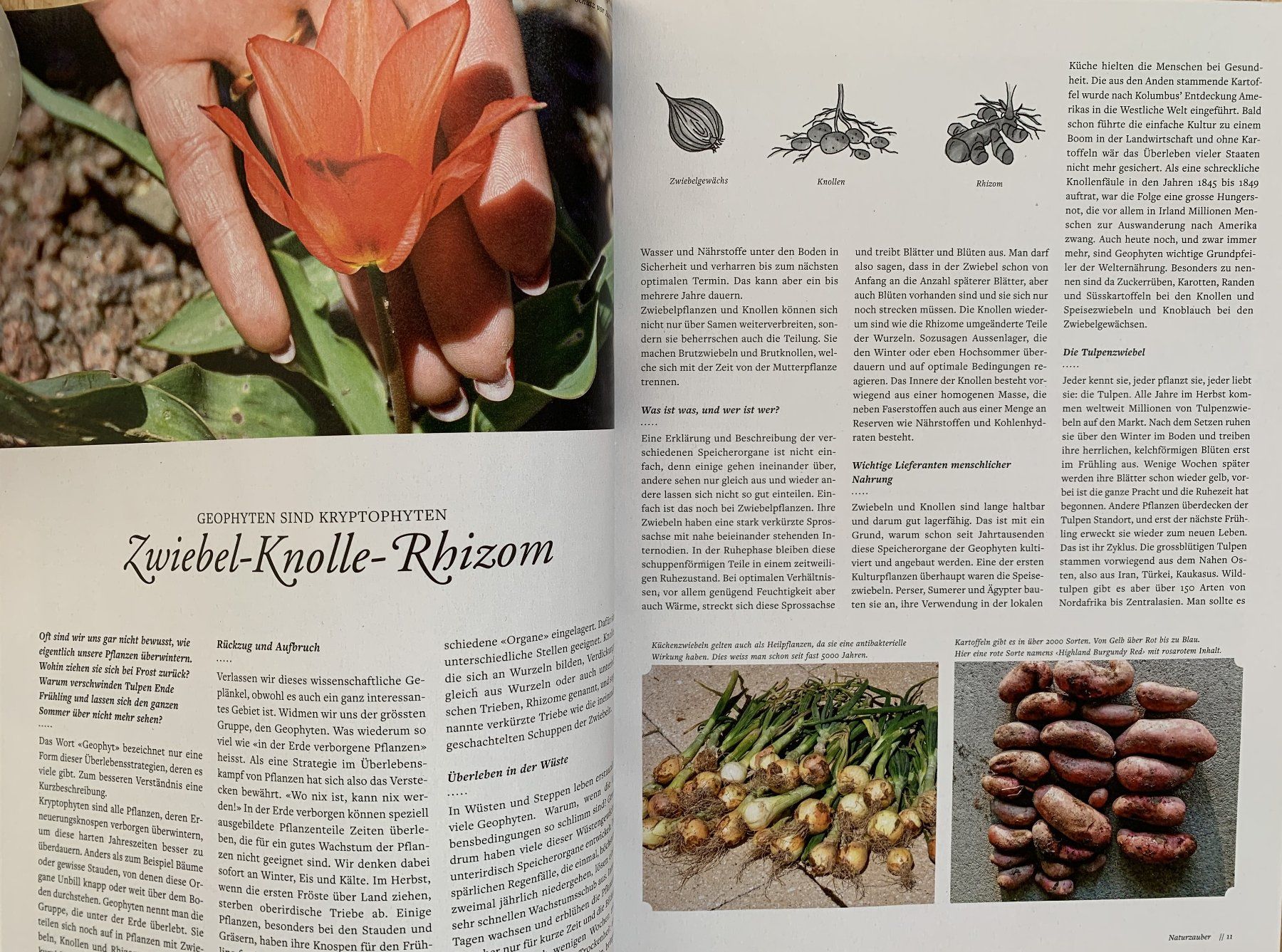 Riviste & Magazine: 2 Hefte: FREUDE AM GARTEN  -  EIN SCHWEIZER GARTENMAGAZIN – Nuovo e nell'imballaggio originale da Birsfelden venduto da Emporio82 2