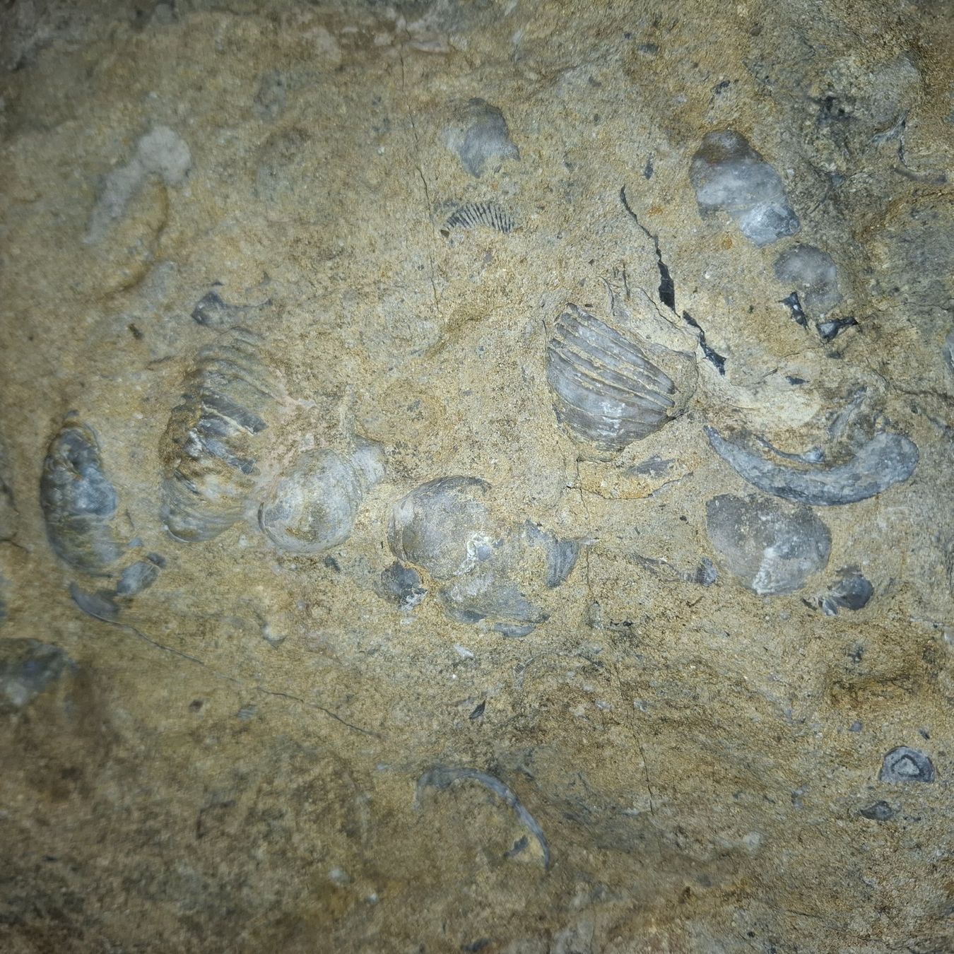 Fossili: Ammonit XXL 65cm ca. 30Kg – Nuovo (secondo la descrizione) da Pfäffikon ZH venduto da mrstone 2