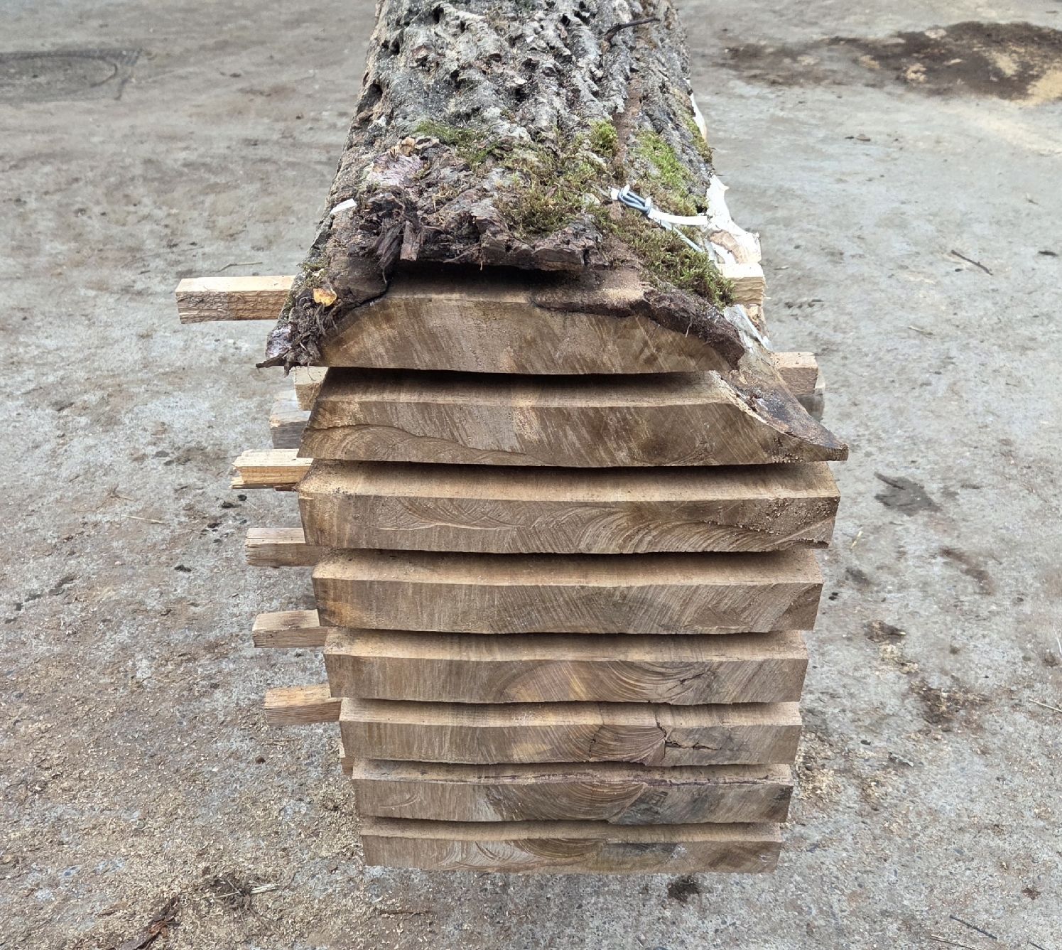 Articoli in legno: Nussbaum, Stamm, Bretter – Nuovo (secondo la descrizione) da Aettenschwil venduto da Betrieb87 1