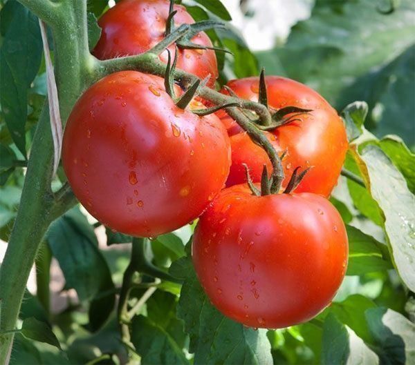 Piante & sementi: 30 Samen HEINZ 1350 Tomate – Nuovo (secondo la descrizione) da Ehrendingen venduto da VerveinaSamen 1