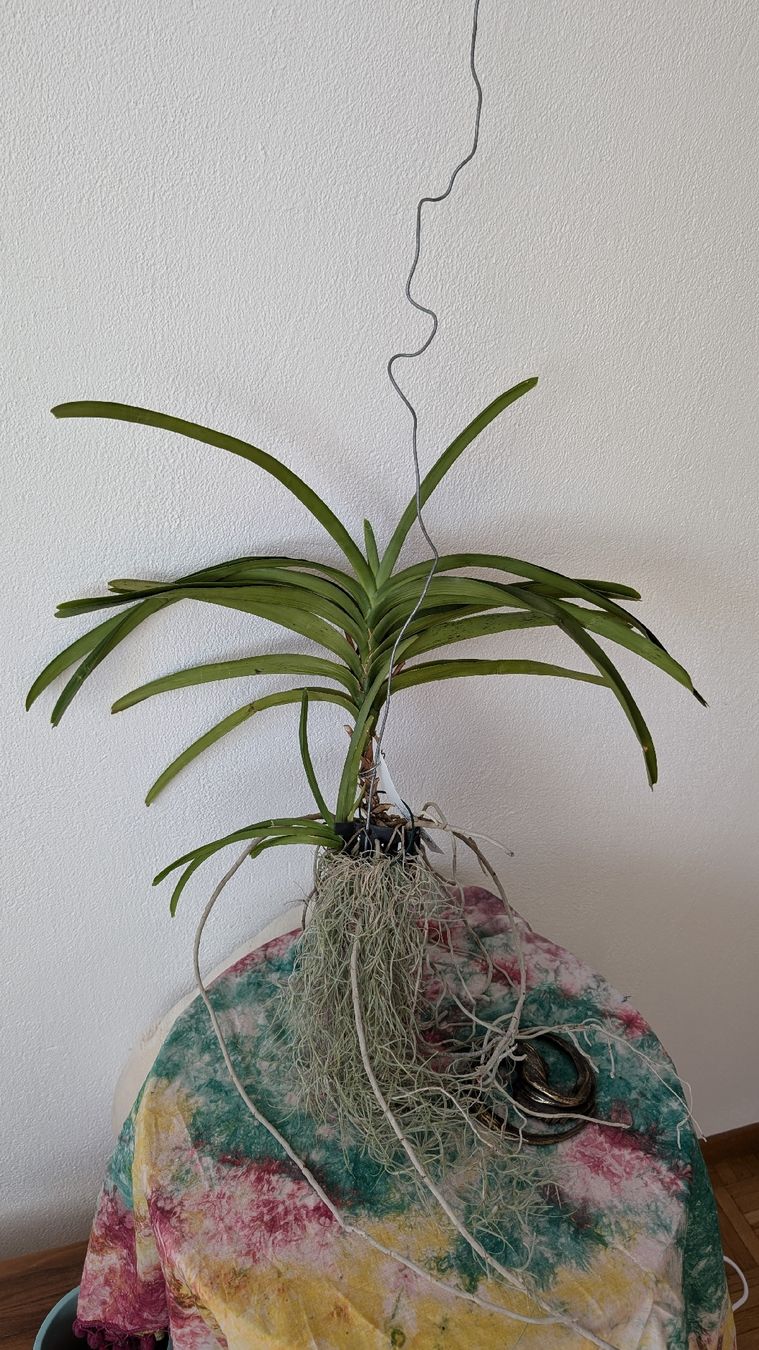 Plantes & graines: Vanda 'princess orange' Orchidee – D'occasion à Untervaz par Lyraia