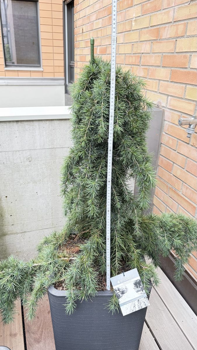 Pflanzen & Samen: Cedrus „ Feelin Blue“  – Neu (gemäss Beschreibung) aus Herisau von Camelia01
