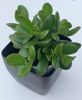 Geldbaum Crassula ovata Pfennigbaum 10 cm Zimmerpflanze