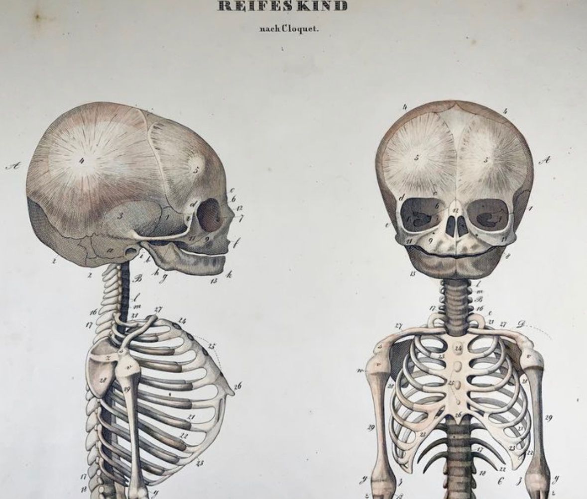 Foto & Immagini: Affiche d’anatomie 1829 – Usato da Biel/Bienne venduto da Dragonpandora