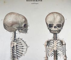 Affiche d’anatomie 1829