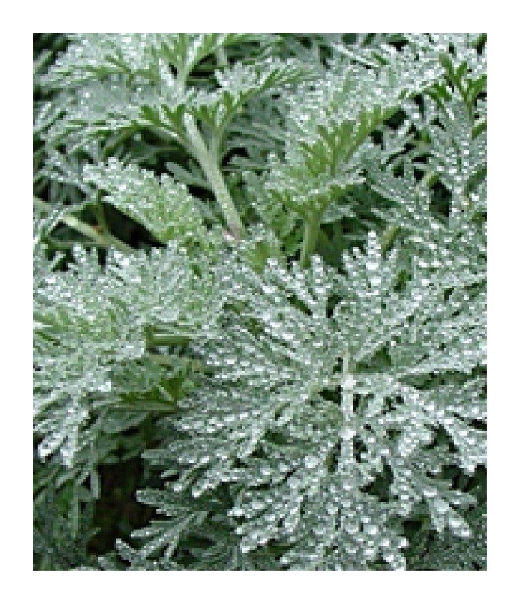 Piante & sementi: Wermut - Artemisia absinthium - 1000 Samen – Nuovo e nell'imballaggio originale da Sumiswald venduto da Cham14559