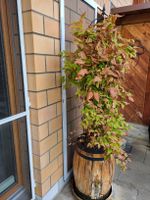 Holzfass mit Clematispflanze und Metallranke