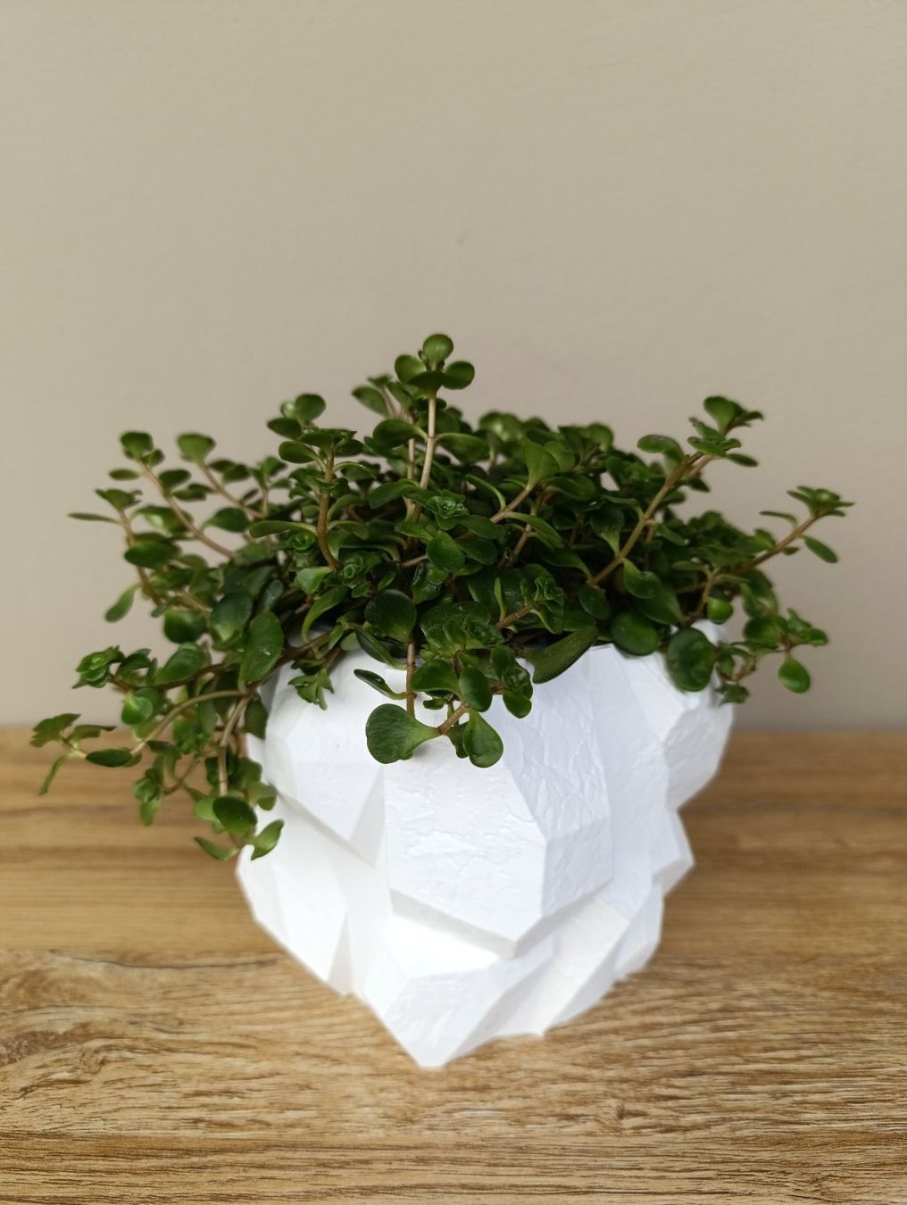 Pots de fleurs: Blumentopf mit Felsdesign – Neuf (Voir description) à Brig par Polymita 3
