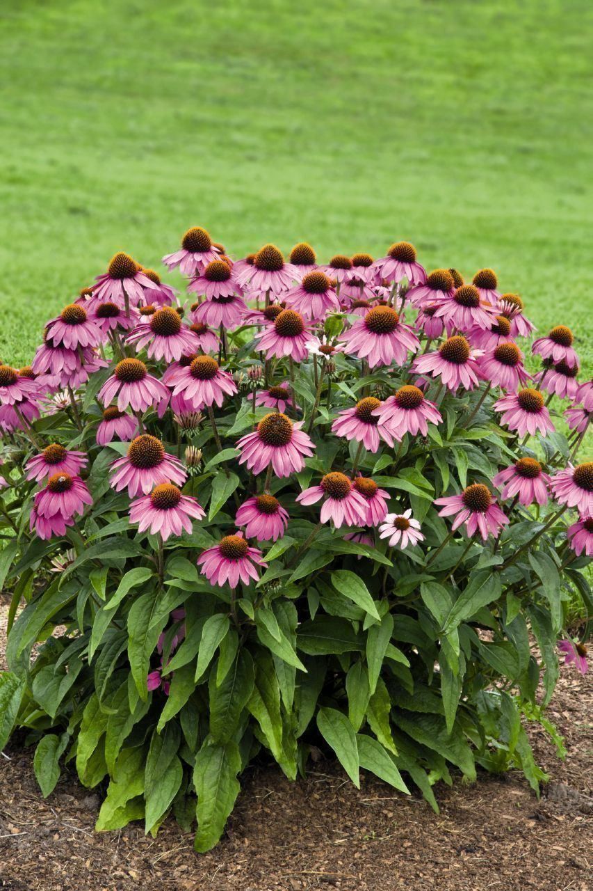 Pflanzen & Samen: Echinacea Purpurea 15g – Neu (gemäss Beschreibung) aus Bremblens von FIBONACCI369