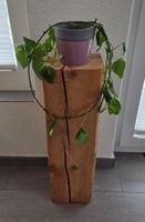 Efeutute Zimmer Pflanze Kletterpflanze