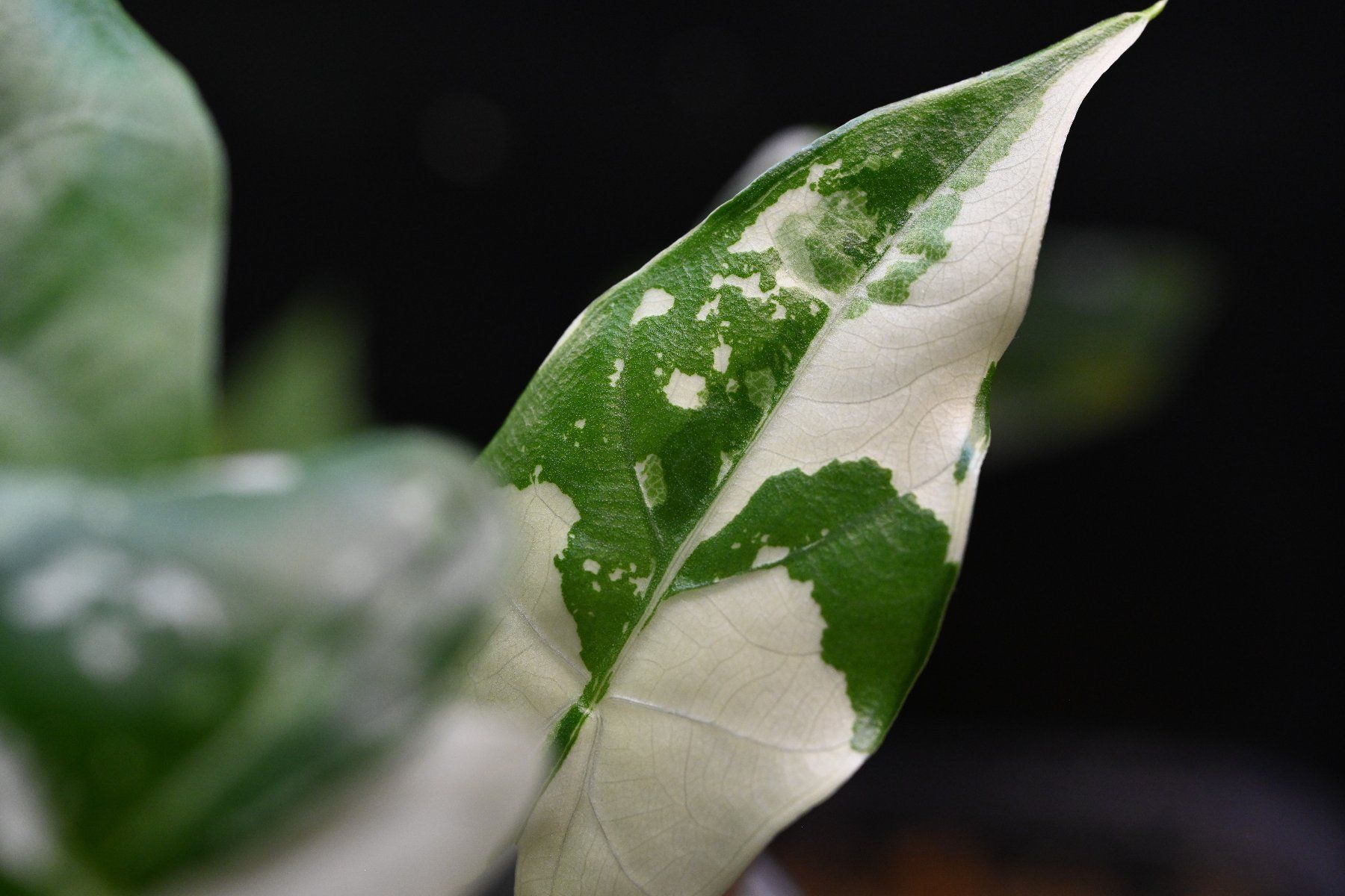 Piante & sementi: Alocasia Flemingiana albo – Usato da Crissier venduto da sleepingmouse 3