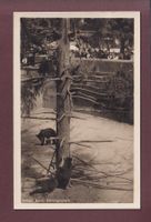 BERN - Bärengraben - 1931