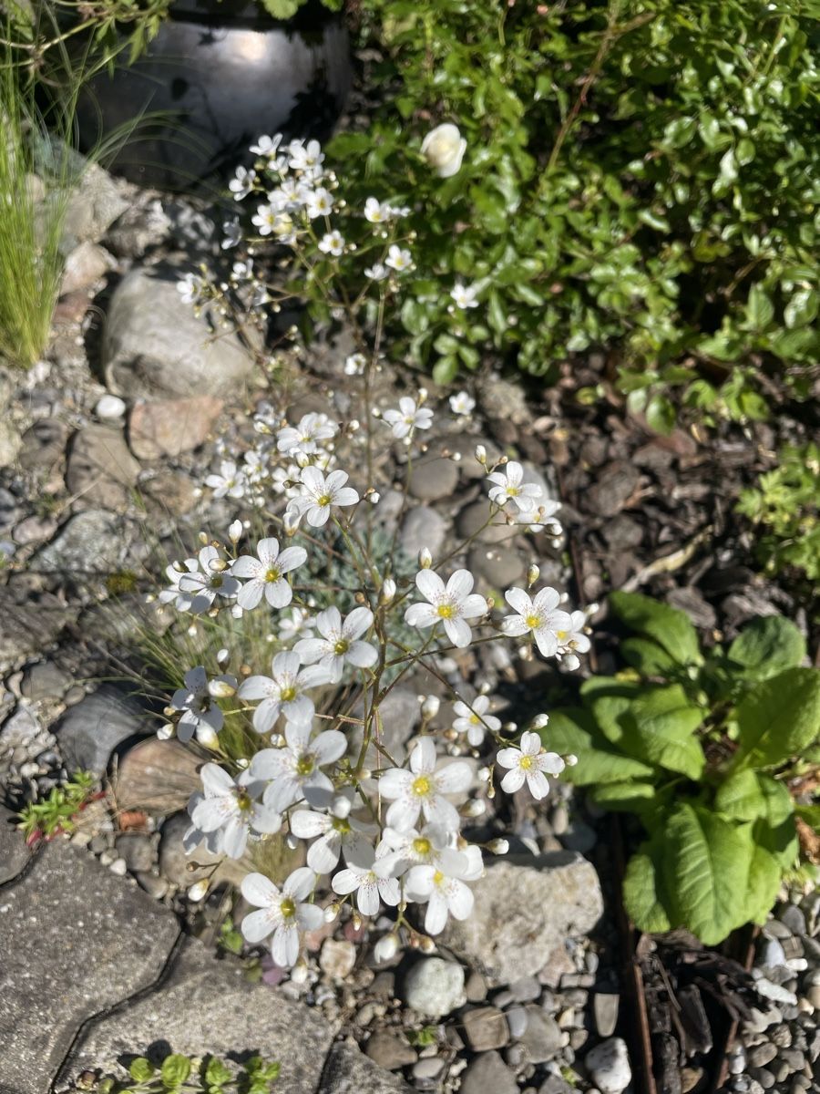 Piante & sementi: LÖFFELBLÄTTRIGER STEINBRECH - SAXIFRAGA COCHLEARIS RCHB. – Nuovo (secondo la descrizione) da Buchs AG venduto da fischli610