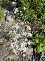 LÖFFELBLÄTTRIGER STEINBRECH - SAXIFRAGA COCHLEARIS RCHB.