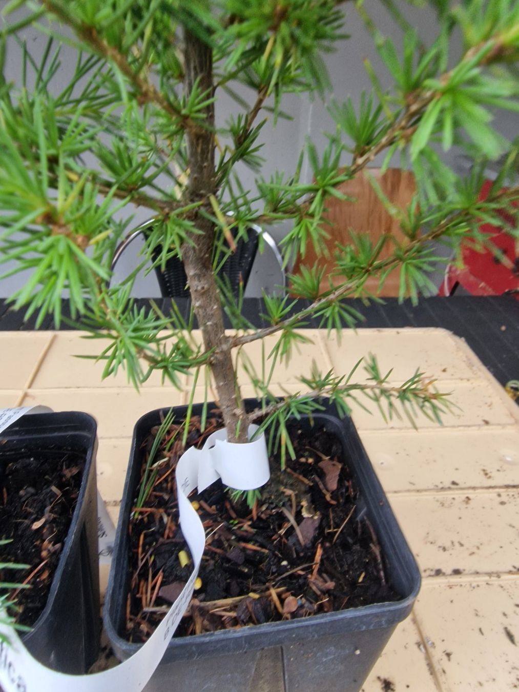 Piante & sementi: Cedrus l. atlantica - Atlaszeder – Usato da Uerkheim venduto da Justi.y 4