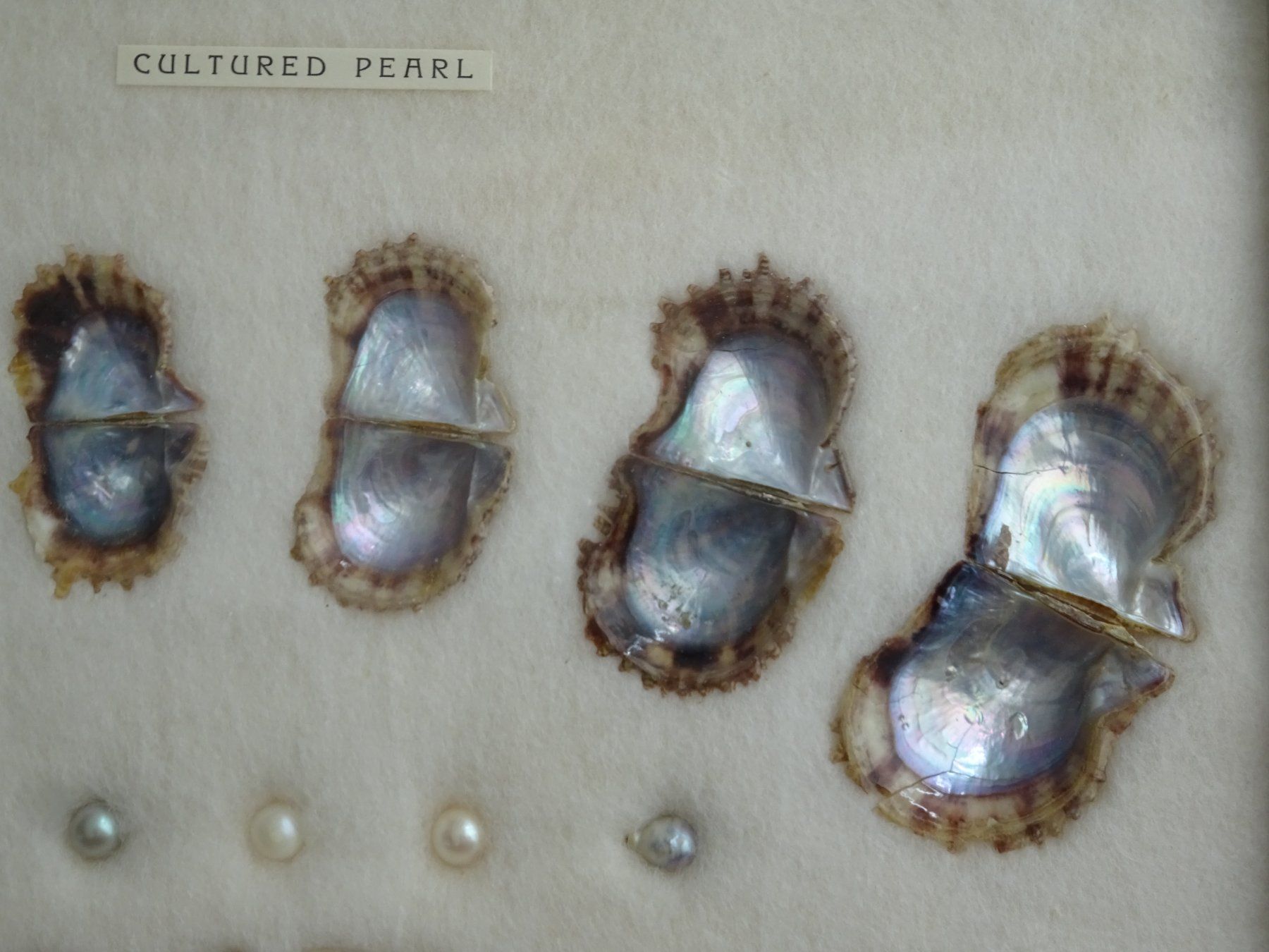 Perlen (unechte): Perlenzucht-Schaubild Sammlung  / 5 echte Perle + 10 Muschel – Gebraucht aus Esslingen von FetteSchnecke 2