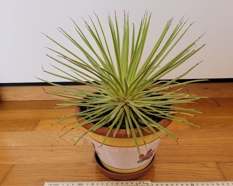 Pflanzen & Samen: Agave stricta – Neu (gemäss Beschreibung) aus Unterengstringen von orpheo13 1