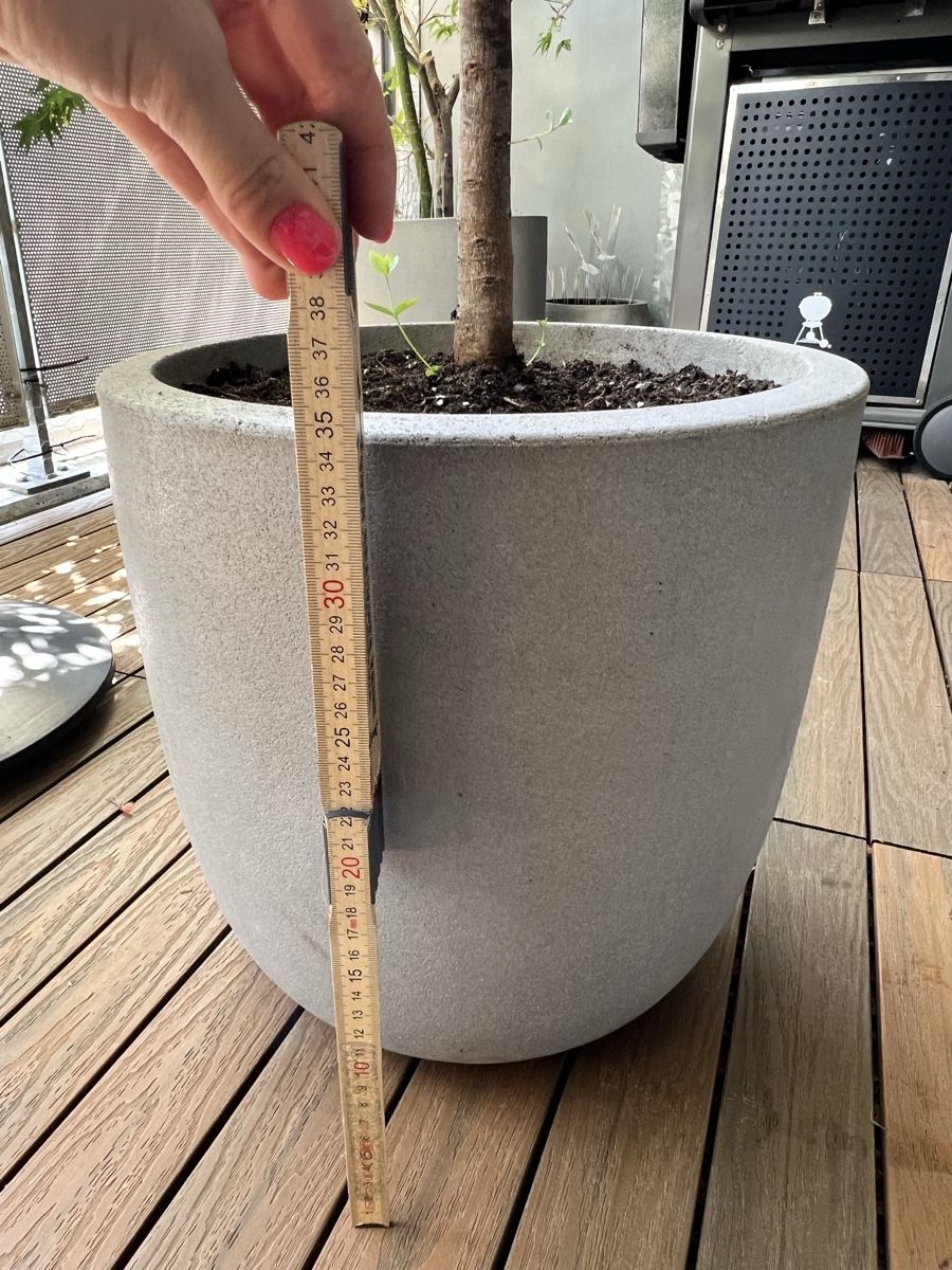 Piante & sementi: Eukalyptus Baum im Topf – Usato da Zürich venduto da Mariesieger 8