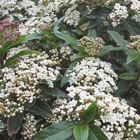Lorbeerschneeball (Viburnum tinus) - eine Pflanze!