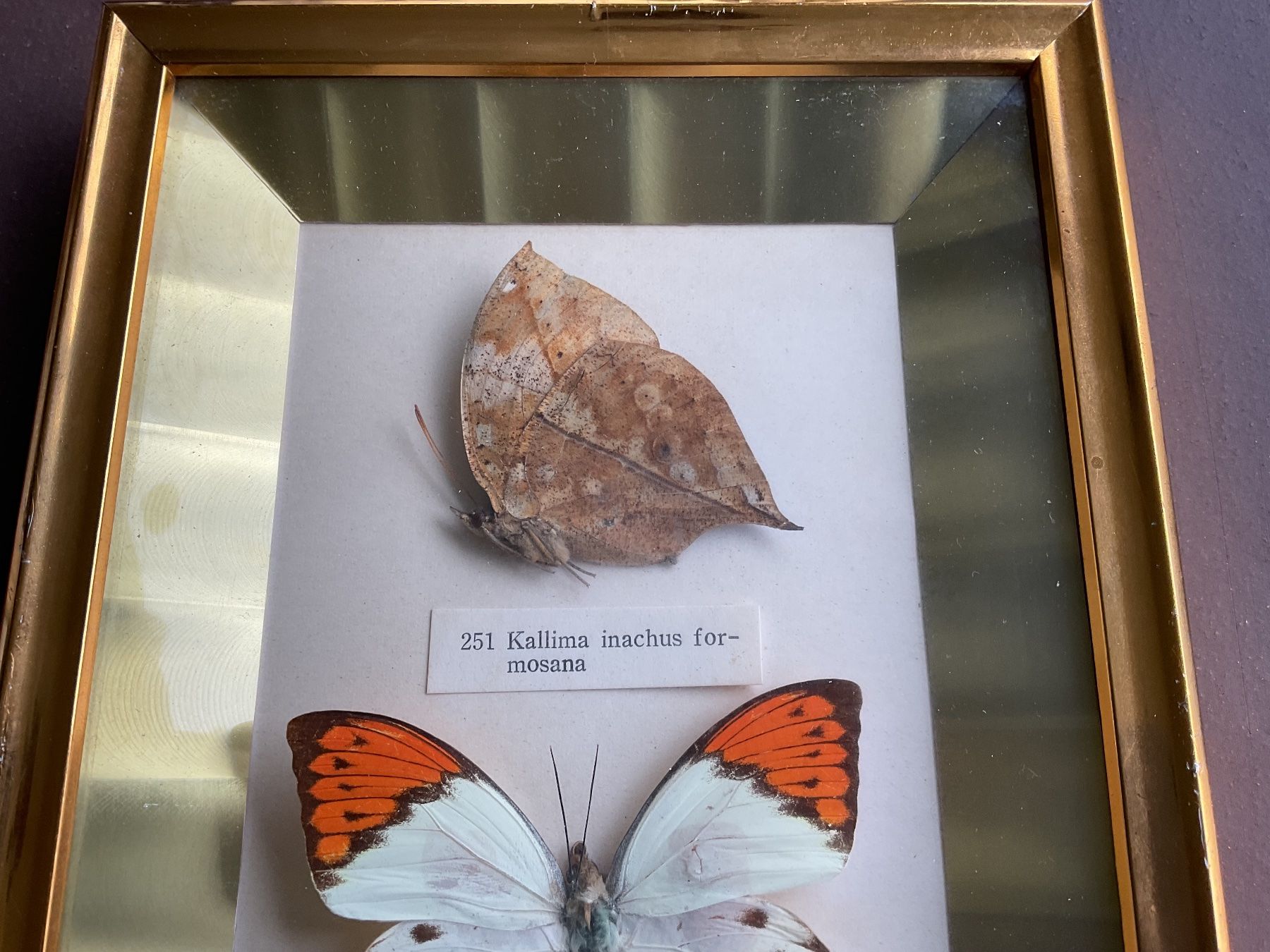 Poster & Bilder: SCHÖNES CHIN. BILD MIT ECHTEN SCHMETTERLINGEN – Gebraucht aus Adlikon b.Regensdorf von Crystaldragon09 2