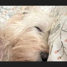 Profile image of chi_hdg2