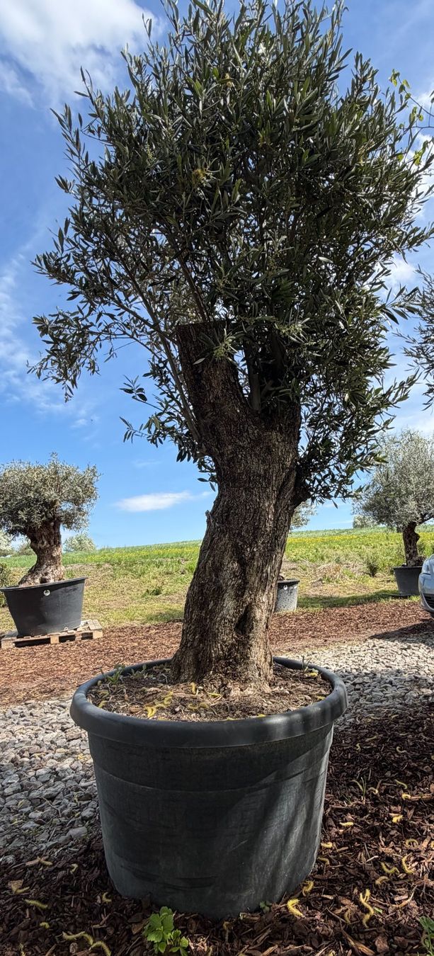 Pflanzen & Samen: Olivenbau "Olea Europea 17" Versand möglich – Neu und originalverpackt aus Zuckenriet von Thur_Plant 2