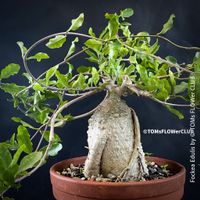 Fockea Edulis - einzigartige Caudex Sammler-Pflanze