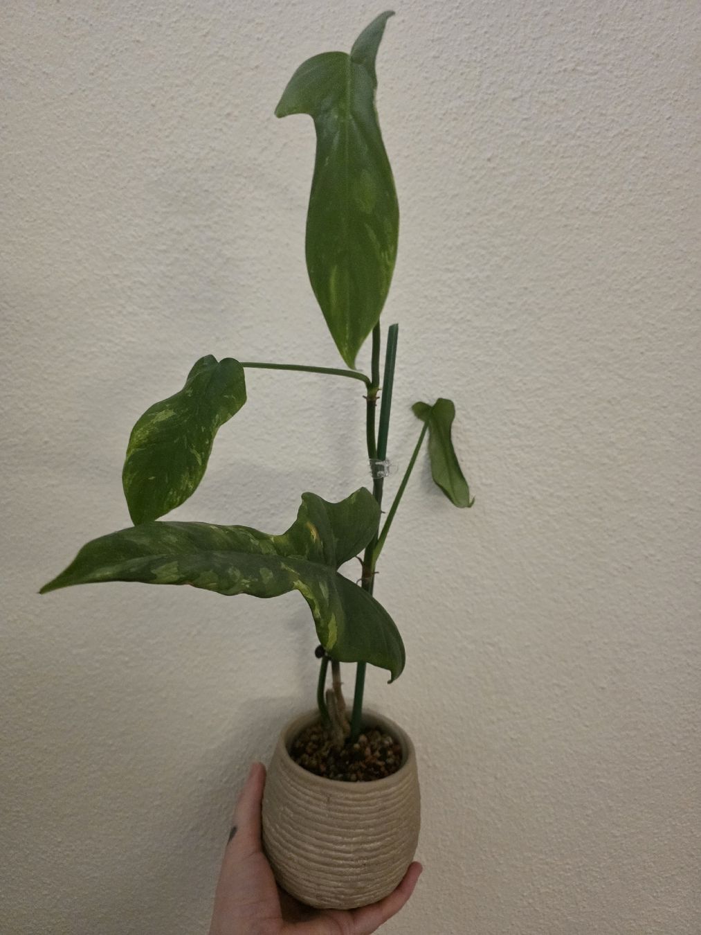 Piante & sementi: Philodendron Splash Gordon – Usato da Rapperswil SG venduto da LuiSchi