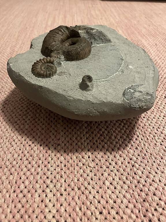 Fossili: Fossilplatte mit 4 Ammoniten, 180 Mio. Jahre – Usato da Chur venduto da sonicservice 1