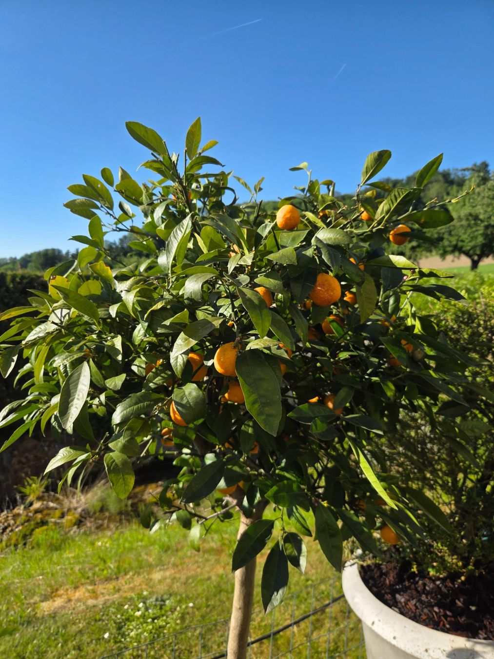 Pflanzen & Samen: zitrus mandarine baum 1m80 – Gebraucht aus Unterlunkhofen von tomnova 1