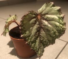 Zierpflanze 15 cm ↕️ “BEGONIA REX” 🍃 Plante d'intérieur