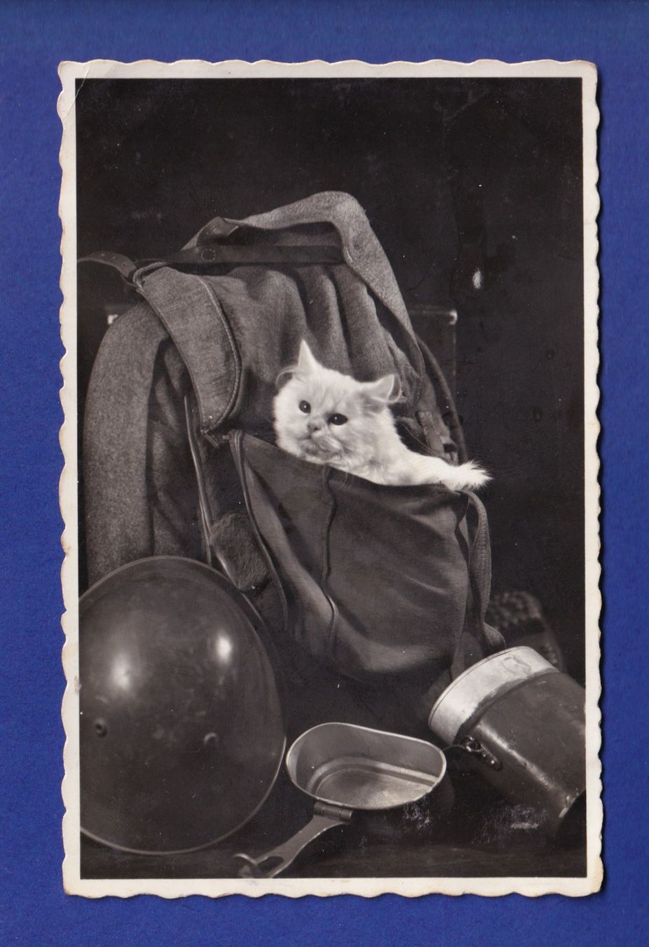 Cartes postales: CHAT - Militaire – D'occasion à Pully par nicecards-shop
