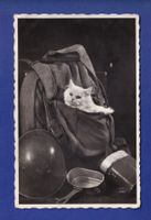 CHAT - Militaire