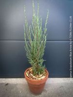 Juniperus Scopulorum 'Blue Arrow' - blauer Säulen-Wacholder