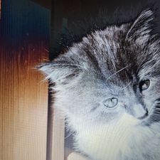 Profile image of stestenat