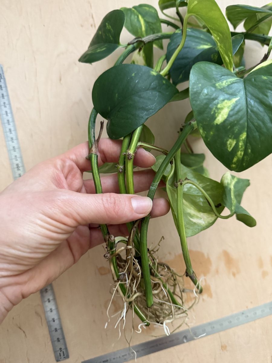 Plantes & graines: Efeutute Ranke (Epipremnum aureum) – D'occasion à Zürich par sha_m5hl 2