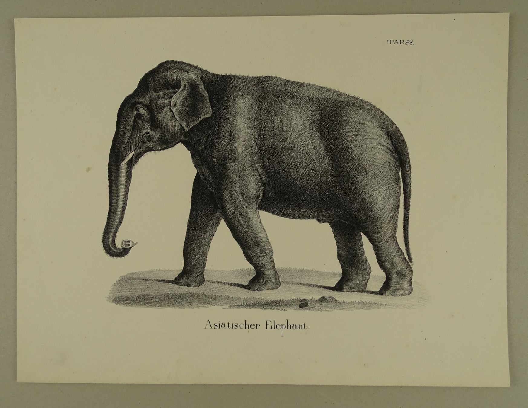 Stiche: ASIATISCHER ELEFANT, LITHOGRAPHIE UM 1840 – Gebraucht aus Grüningen von Kartensammler 1