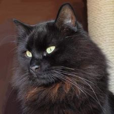 Profile image of Black-Speedy-Cat
